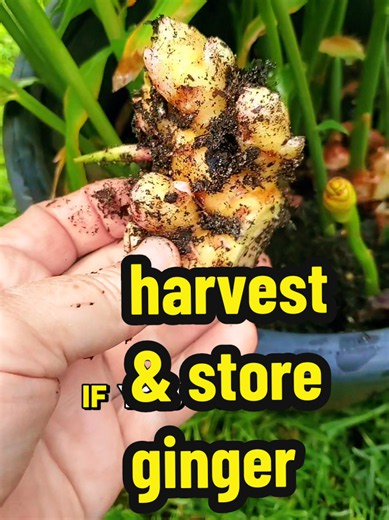 When to Harvest Ginger and How to Store Rhizomes for Replanting