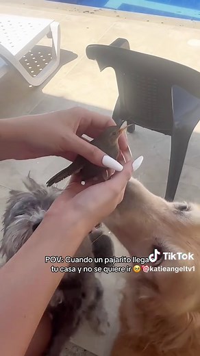 Pajarito se queda en casa, no se quiere ir 🥹❤️