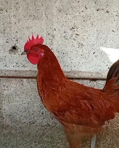 young rooster crowing sound 🐓 #birds #chicken #rooster