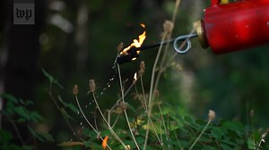 A group of Indigenous women from the Karuk tribe in Northern California are bringing back a centuries-old practice of prescribed burning in order to help manage a landscape that’s been pushed wildly out of balance. https://wapo.st/3AG2jAr | Washington Post