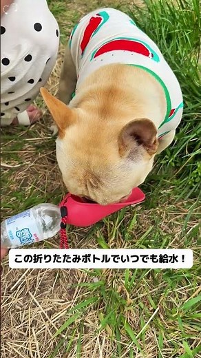 犬飼いの気持ちがわかる！この折りたたみウォーターボトル、犬とのお出かけでもう喉の渇きを心配しなくていい！ #携帯ボトル #折りたたみ #夏対策 #熱中症対策 #アウトドア