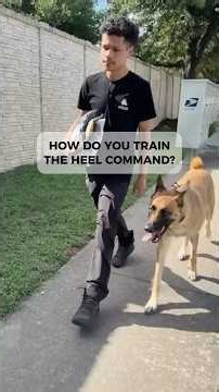Train the HEEL Command like THIS