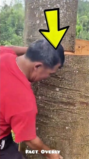 Cinnamon Making Process Explained 🌳🔪 | From Bark to Spice #shorts