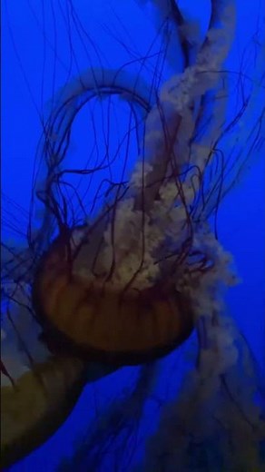 Aquarium experience at Monterey Bay, California