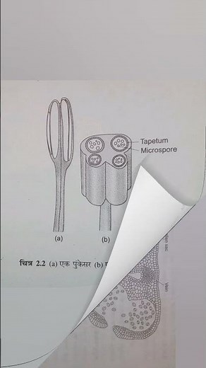 Class 12th Biology chapter 2 most important #diagram #12thbiology