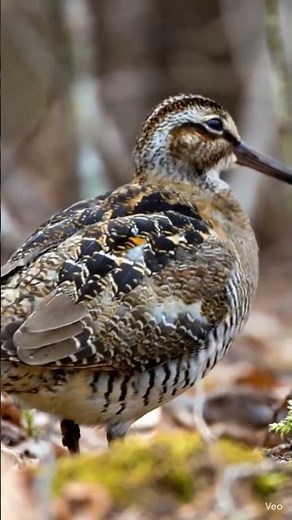 Woodcock Bird Sounds 🐦 #Woodcock #BirdSounds #Nature