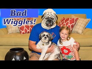 Wiggles Surprise Daddy with the Assistant a Doggy Funny Kids Video