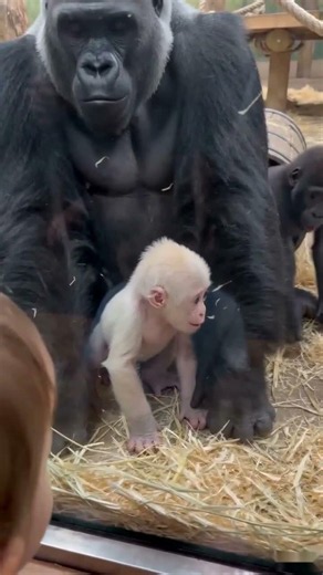Silverback Blocks The Tunnel Until Mom Steps In by the Gorilla Nursery Glass #armylife #animalplanet