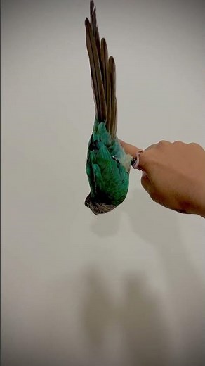 Hilarious Conure’s Upside-Down Stunt! Must-See Parrot Trick
