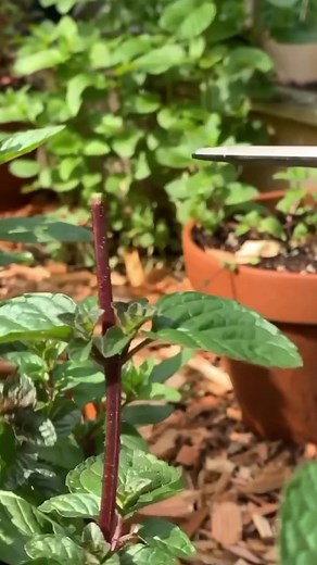 🌱Don’t leave the internode intact when you prune, this will make your plant vulnerable to diseases as it decays. Snip above the nodes (where the lateral buds emerge). Keep your herbs and other plants pruned to promote more stem and leaf growth. Topping off or pruning will result in bushy and healthy plants. You will also get more flowers and or fruits if this is done in the early stages of peppers, cosmos, dahlias, chrysanthemums, and more. Happy Gardening!💚 #herbgarden #vegetablegarden #organ