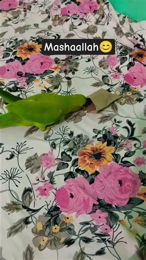 Mashaallah Meethi ❤️😊#recreatbynazia#parrot #islam #viral #trending