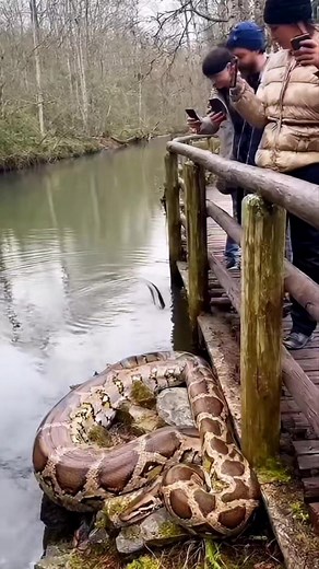 Python vs Electric Eel 🤯⚡️🐍 #animals #wildlife | Riteek Kashyap