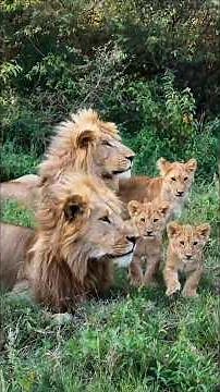 Father Lion Spending Time with His Cub