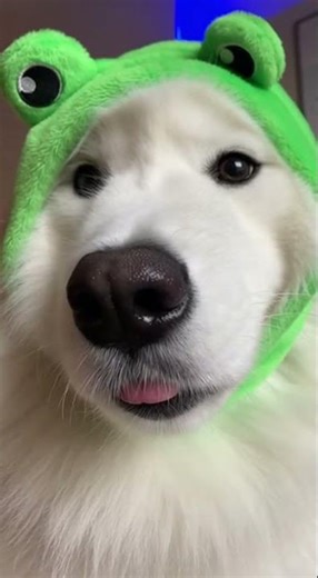 Send this to someone who doesn’t reply 😎 ib the ultimate reply hack