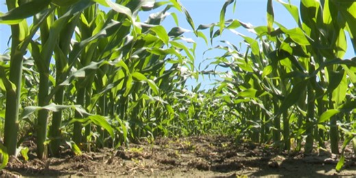 Ag Weekly: Need your soil tested? It’s dirt cheap!