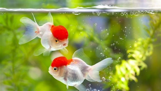 Do Goldfish Really Have A Three-Second Memory?