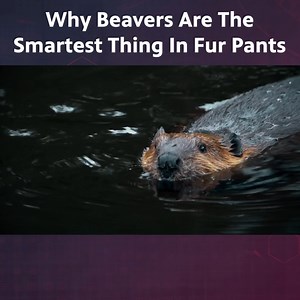 You'll Never Look at Beavers the Same Way After Watching This Video 🦫 | Be Smart