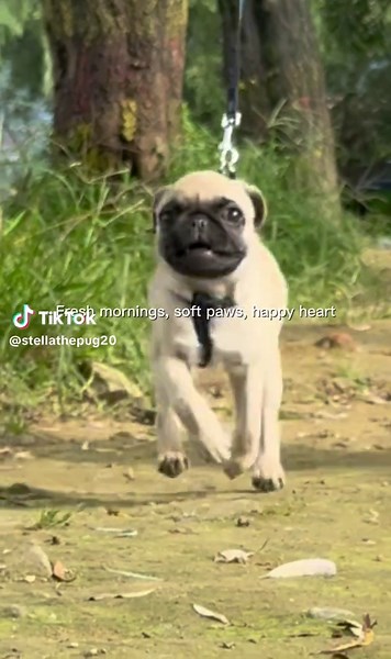 #fyp #xybca #dogsoftiktok #pugpuppy #stellathepug
