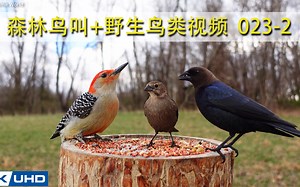 023-2 猫爱看的视频 高清鸟类视频 森林之声 天籁之音 清脆鸟叫 白噪音催眠 大自然的声音 60分钟 放松您的心灵 帮助您睡眠 学习 放松或用于冥想_哔哩哔哩_bilibili
