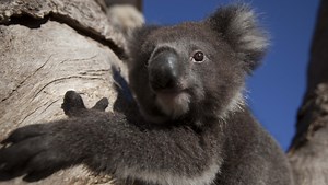 Did You Watch Nature’s Miracle Orphans? Tell Us What You Think!