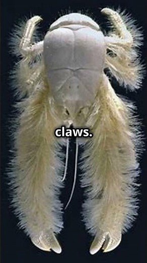 Yeti Crab Secrets: Nature's Deep Sea Farmer.