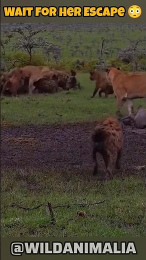 Outnumbered Lioness Attacked by Hyenas… 😳 #Lioness #Wildlife #AnimalAttack