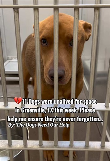 🚨11 dogs were unalived for space LAST WEEK at the Greenville, TX shelter. Eleven💔 This is a small, open intake municipal shelter with only 38 kennels. They are legally required to take every stray & surrender in Greenville & surrounding towns in Hunt County that either don’t have their own shelter or don’t want to accept certain dogs. There is no play yard. No toys. No full vet care for all. No deworming or flea treatment (despite tons of it donated). Most don’t even get blankets. They spend n