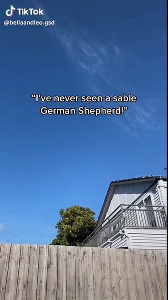 Leo the Sable German Shepherd: A Stunning Breed