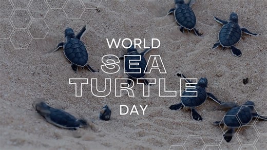 12 reactions | It’s World Sea Turtle Day! Did you know sea turtles...