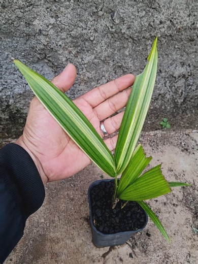 Variegated Lipstick Palm (cyrtostachys Renda) | Rare Tropical Collector Palm - Etsy