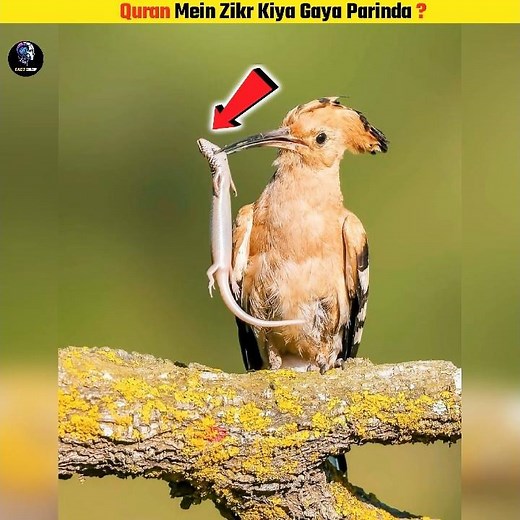 Why Is Hoopoe So Special | Fact Drop