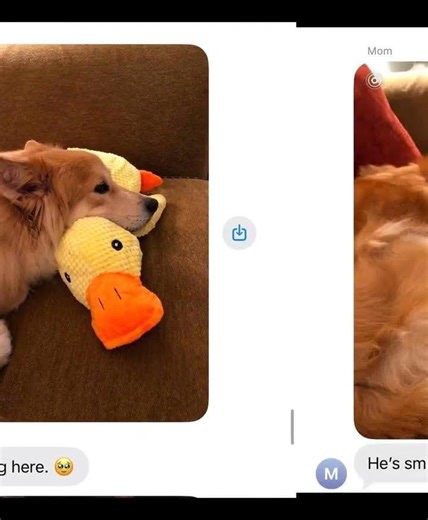 The New Duck Toy Was a Big Development 🦆🐾 #fosterdog #dogmom