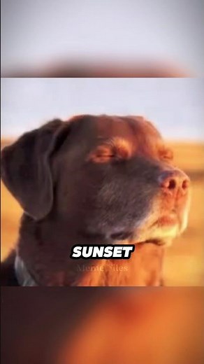 “Let Me Know” Meme – What’s the Original Song? 🎵 #shorts #viral #memes