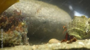 Shell switching marine hermit crabs (into the long process)