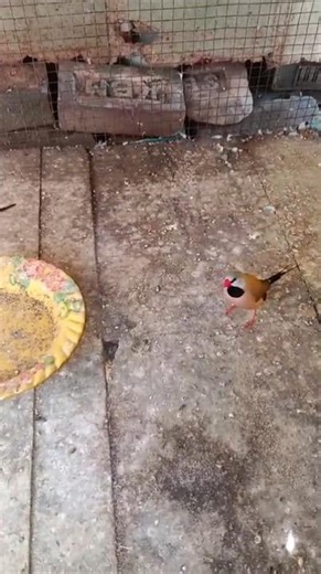 my tailed Finch Java birds is single #facts #animals