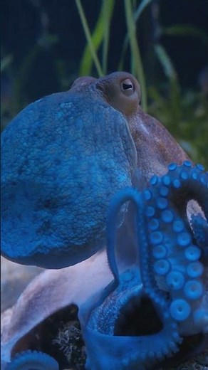 Octopus: the Wizards of the Sea! 🐙 | Documentary for Children | Animals for Little Explorers