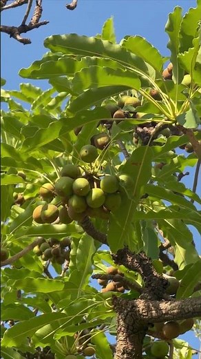 Nilotica Shea Butter From East Africa