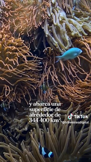 Los arrecifes de coral y su importancia ecológica