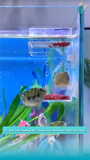 2-Layer Fish Feeding Box – Keep Your Aquarium Clean and Clear!