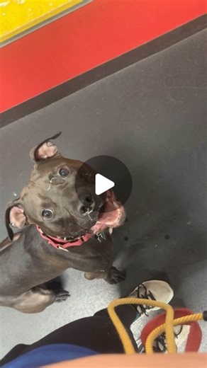 Cannon Mockler on Instagram: "Working on some impulse control around my favorite toy. #pit #pitbull #springpole #exercisedog"