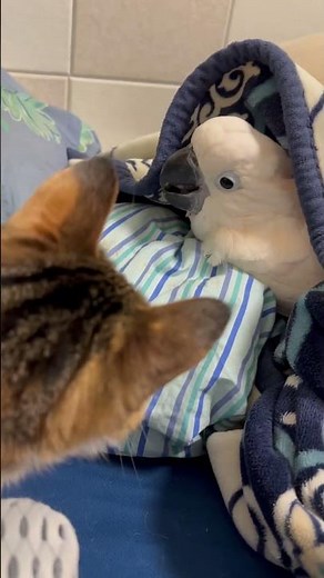 I got hit… #parrot #cockapoo #birds #cockatoo #baby