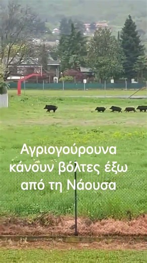 Αγριογούρουνα κάνουν βόλτες έξω από τη Νάουσα