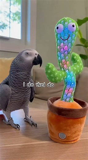 The parrot tried to talk nicely… the toy crossed the line