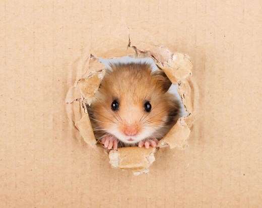 Interesting Facts About Hamsters - Top 10!