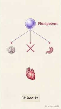 How Stem Cells Build Your Body