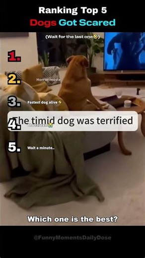 Ranking Top 5 Dogs Got Scared #funny #dog #shorts