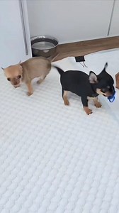 Bebé chihuahua feliz con su chupón #reelsfb #Chihuahua #babies #cute #adorable | Chihuahueñitos