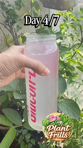 Day 4/7 - Organic Fertiliser Series| Watermelon Peel Fertiliser #plantfrills #organicfertilizer