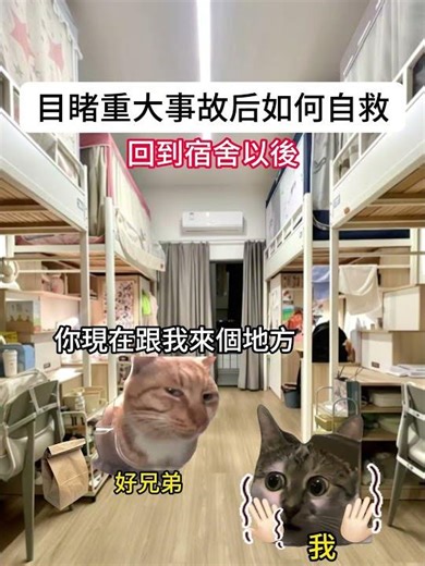 【😺CatDramaCorner】目睹重大事故后如何自救 #cat #貓meme小劇場 #00後 #shorts #shortvideo #funny cat videos