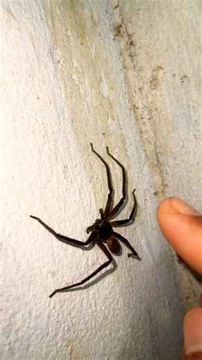 Pick up spider on house wall it run so quick fun with sound great #spider #insects #animals #shorts